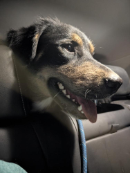 Found/Stray Male Dog last seen Sunrise National Scenic Byway, county rte S1, Julian, CA, 92036, Mount Laguna, CA 91948
