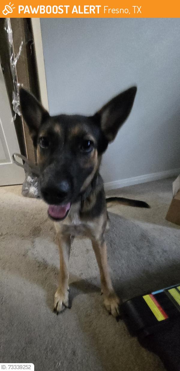 Found/Stray Female Dog last seen Winfield Lakes Trail, Fresno, TX 77545