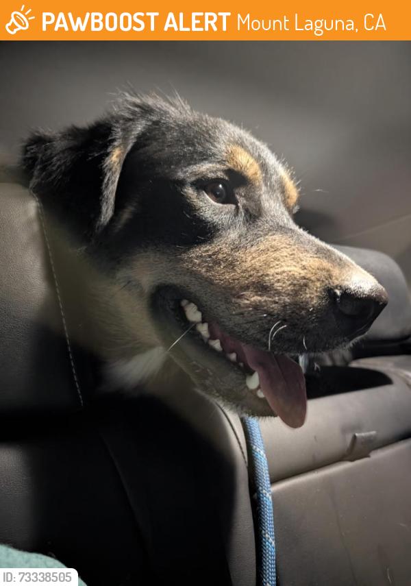 Found/Stray Male Dog last seen Sunrise National Scenic Byway, county rte S1, Julian, CA, 92036, Mount Laguna, CA 91948