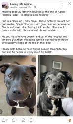 Lost Female Dog last seen Alpine Heights Road, Alpine, CA 91901