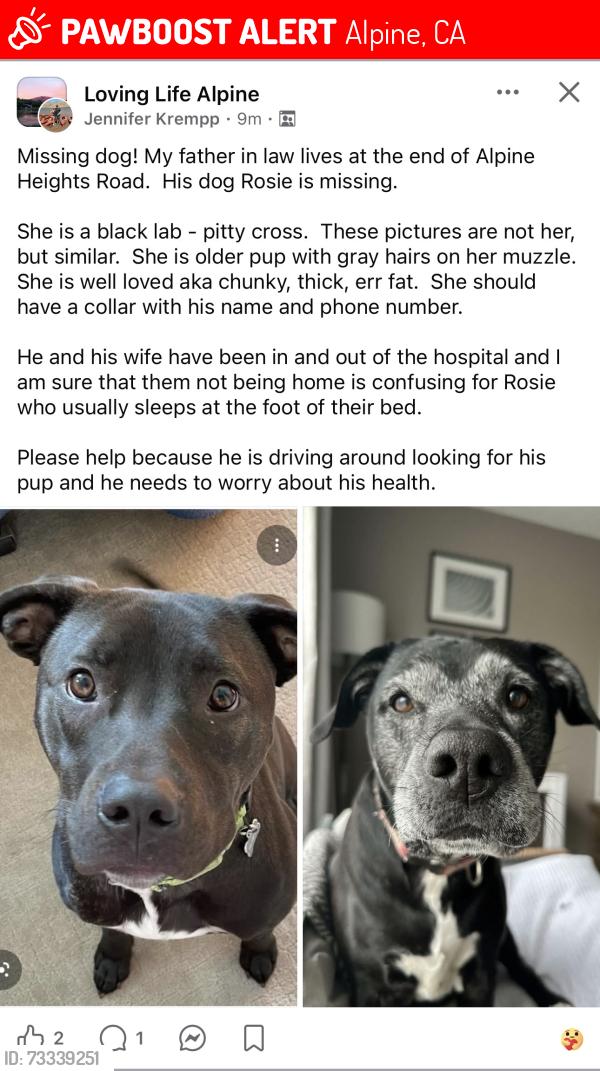 Lost Female Dog last seen Alpine Heights Road, Alpine, CA 91901