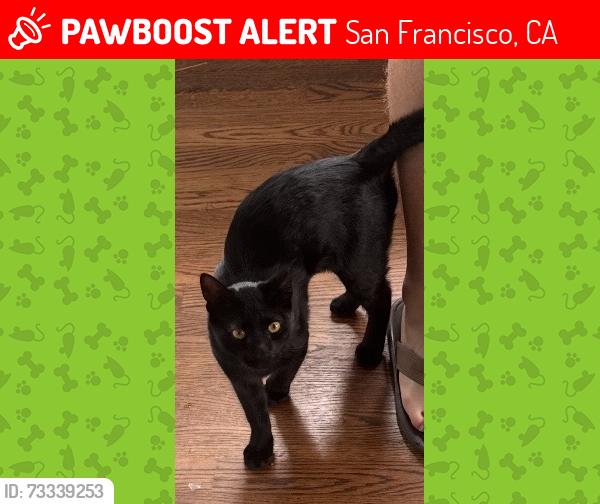 Lost Female Cat last seen Ocean avenue, 19th avenue, Sloat blvd, San Francisco, CA 94132