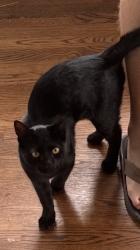 Lost Female Cat last seen Ocean avenue, 19th avenue, Sloat blvd, San Francisco, CA 94132