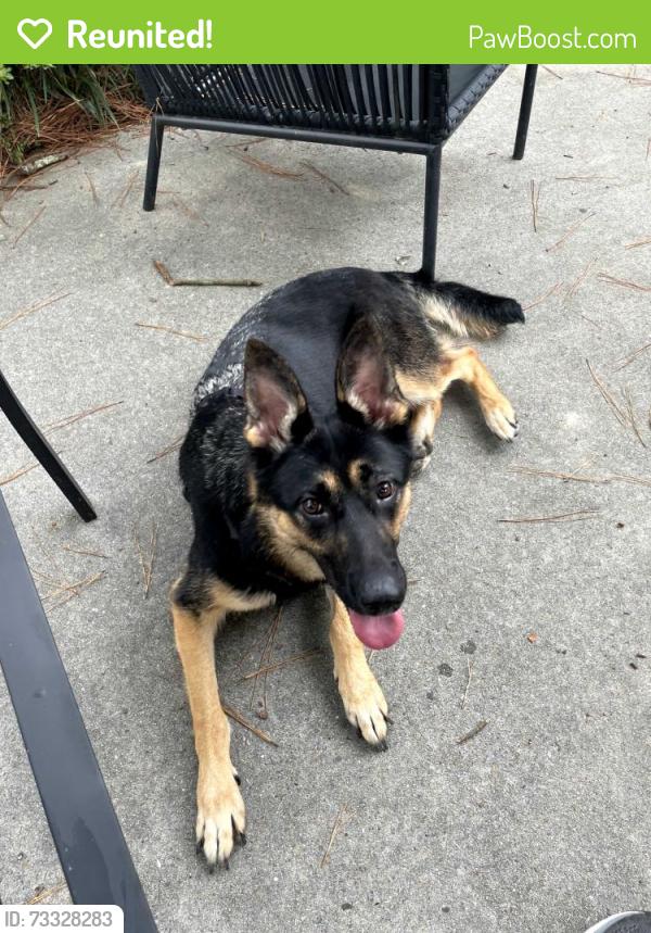 Reunited Female Dog last seen Westhaven Neighborhood, Greenville, NC 28590