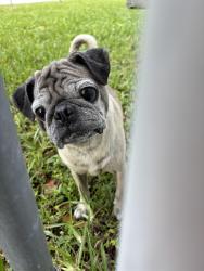 Found/Stray Male Dog last seen 81st Ave sunflower community, Tamarac, FL 33068