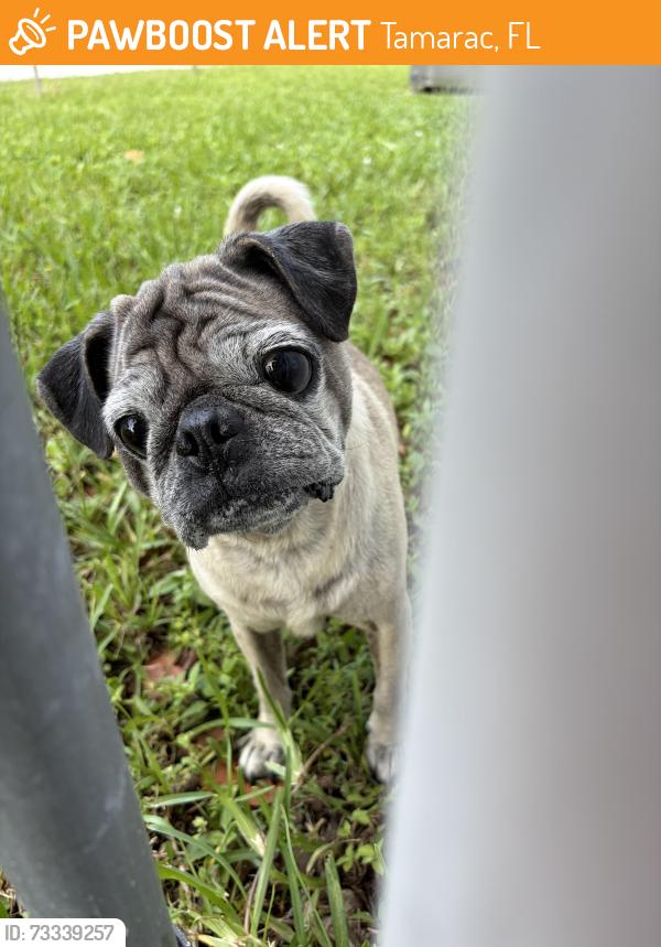 Found/Stray Male Dog last seen 81st Ave sunflower community, Tamarac, FL 33068