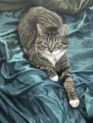 Lost Female Cat last seen Self storage facility, Ellington, CT 06029