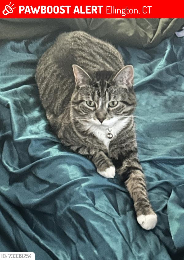 Lost Female Cat last seen Self storage facility, Ellington, CT 06029