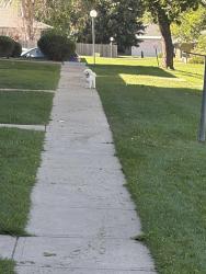 Found/Stray Unknown Dog last seen Mississippi and Troy, Aurora, CO 80012