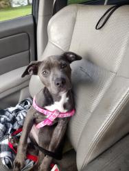 Found/Stray Female Dog last seen In a bush, Jacksonville, FL 32210