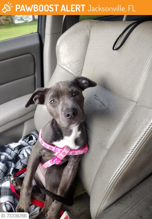 Found/Stray Female Dog last seen In a bush, Jacksonville, FL 32210