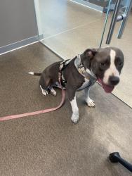 Lost Female Dog last seen Glenwood Park, Fort Worth, TX 76104