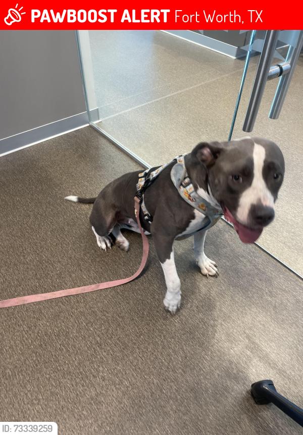 Lost Female Dog last seen Glenwood Park, Fort Worth, TX 76104
