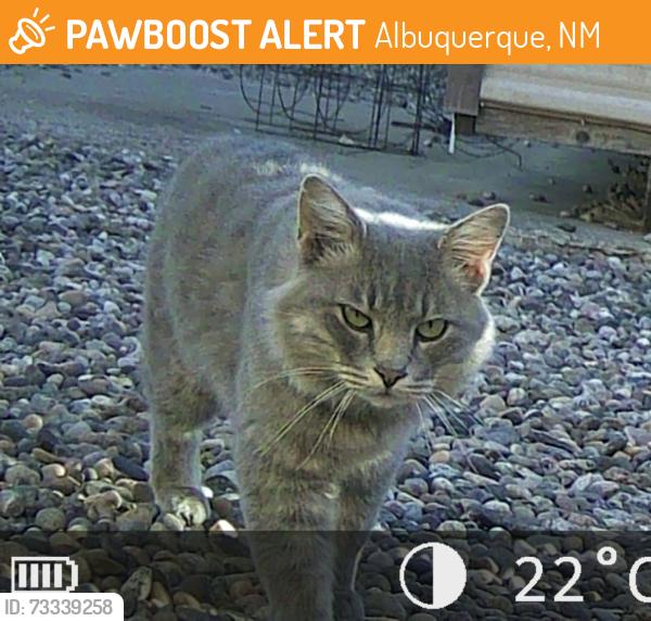 Found/Stray Male Cat last seen Rio Grande and Matthews, Albuquerque, NM 87104