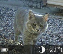 Found/Stray Male Cat last seen Rio Grande and Matthews, Albuquerque, NM 87104