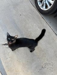 Found/Stray Unknown Cat last seen Dartmouth/Indian school, Albuquerque, NM 87106