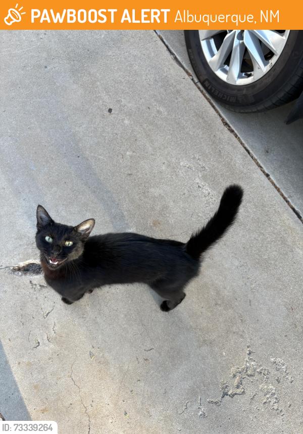 Found/Stray Unknown Cat last seen Dartmouth/Indian school, Albuquerque, NM 87106