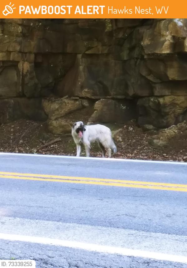 Found/Stray Unknown Dog last seen Midland trail near Ansted. By a pull off with the label 