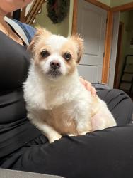 Lost Female Dog last seen Robert Gibby, Dawsonville, GA 30534