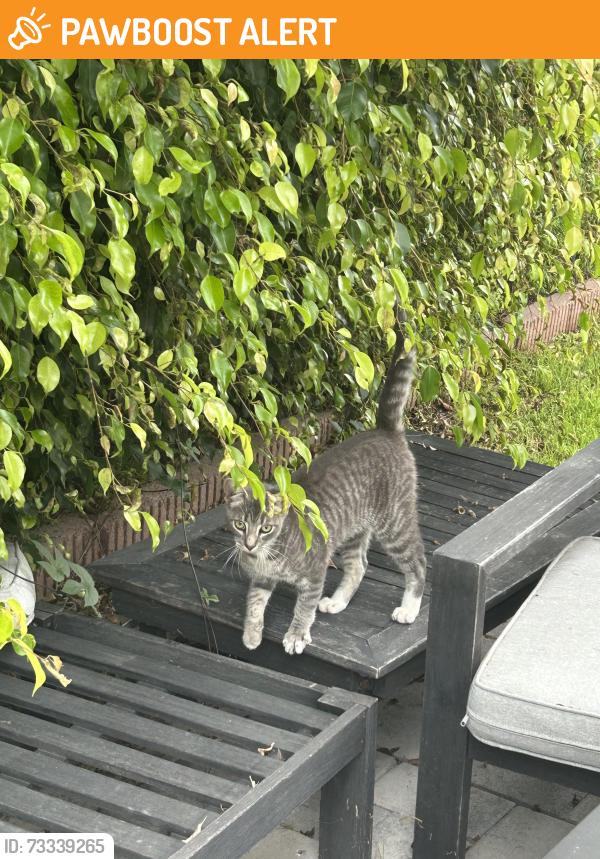 Found/Stray Unknown Cat last seen Near nancy drive, Huntington Beach, CA 92647