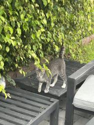 Found/Stray Unknown Cat last seen Near nancy drive, Huntington Beach, CA 92647