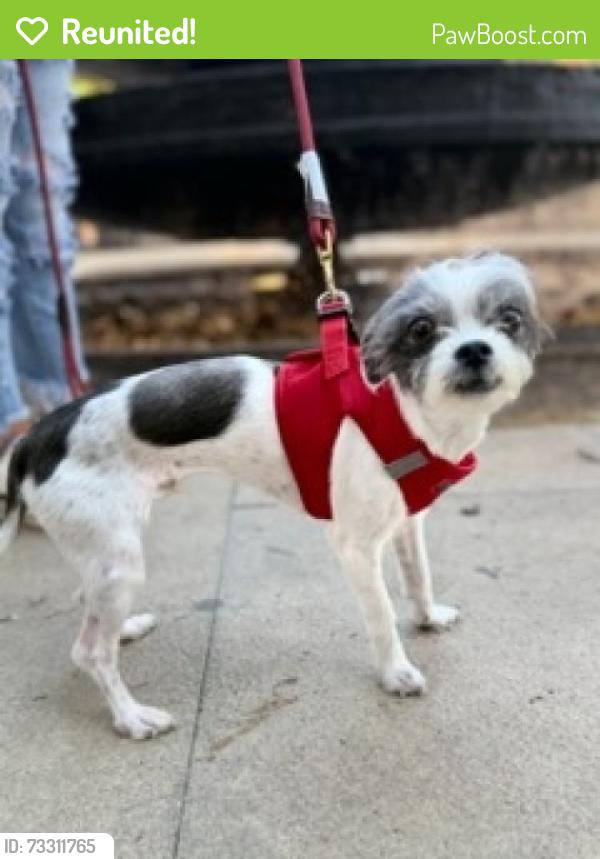 Reunited Male Dog last seen Tree street by elmos, West Columbia, TX 77486