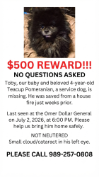 Lost Male Dog last seen US 23, Omer, MI 48749