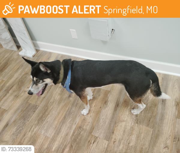 Found/Stray Male Dog last seen Warren str . @ cutting Edge Countertops, Springfield, MO 65802