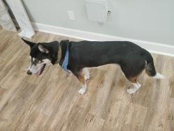 Found/Stray Male Dog last seen Warren str . @ cutting Edge Countertops, Springfield, MO 65802