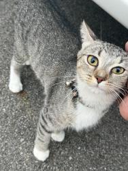 Found/Stray Female Cat last seen Joy blvd park, Clinton Township, MI 48036
