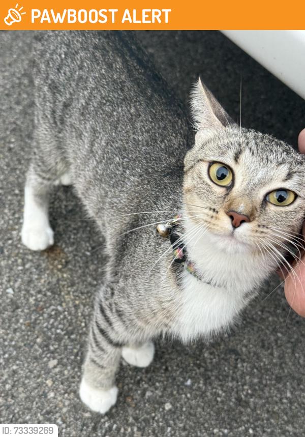 Found/Stray Female Cat last seen Joy blvd park, Clinton Township, MI 48036