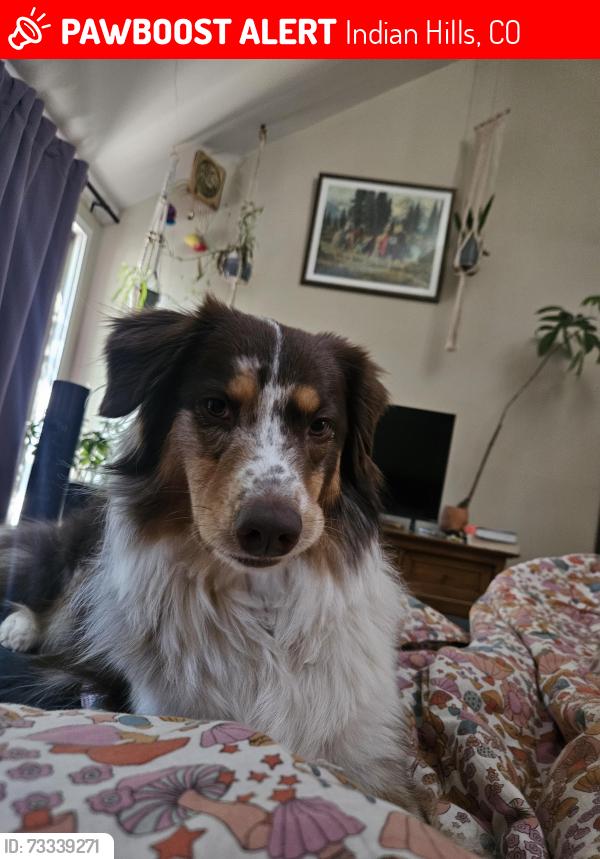 Lost Female Dog last seen Parmalee Gulch in between the Sit’n’Bull and Mt Falcon entrance., Indian Hills, CO 80454