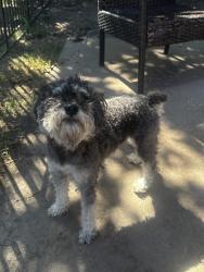 Found/Stray Male Dog last seen sw 78th terrace, Oklahoma City, OK 73139
