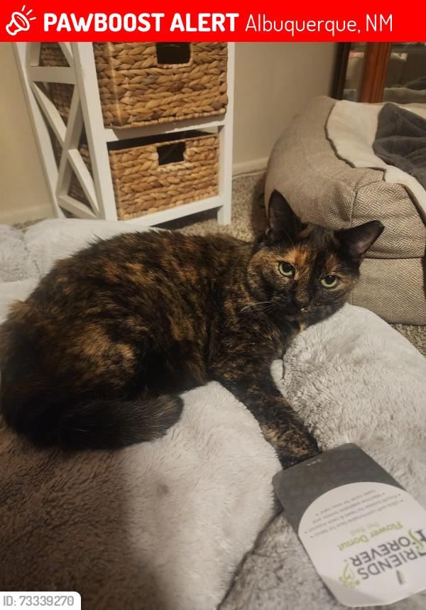 Lost Female Cat last seen Bluewater and coors, Albuquerque, NM 87105
