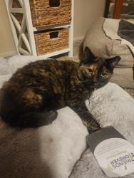 Lost Female Cat last seen Bluewater and coors, Albuquerque, NM 87105