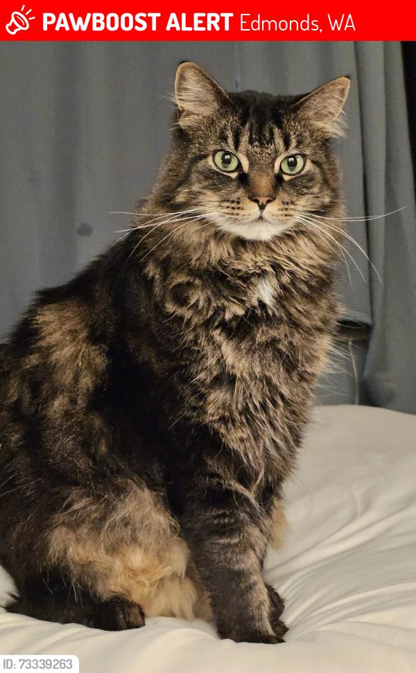 Lost Male Cat last seen 145th street sw and 56th., Edmonds, WA 98026