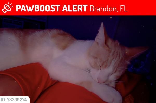Lost Male Cat last seen S kings ave and Estyl St, Brandon, FL 33511