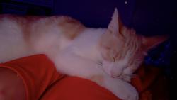 Lost Male Cat last seen S kings ave and Estyl St, Brandon, FL 33511