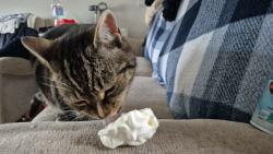 Reunited Male Cat last seen Home, Springside, Scotland KA11 3AL