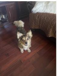 Lost Female Dog last seen Normandie and 60TH Place, Los Angeles, CA 90044