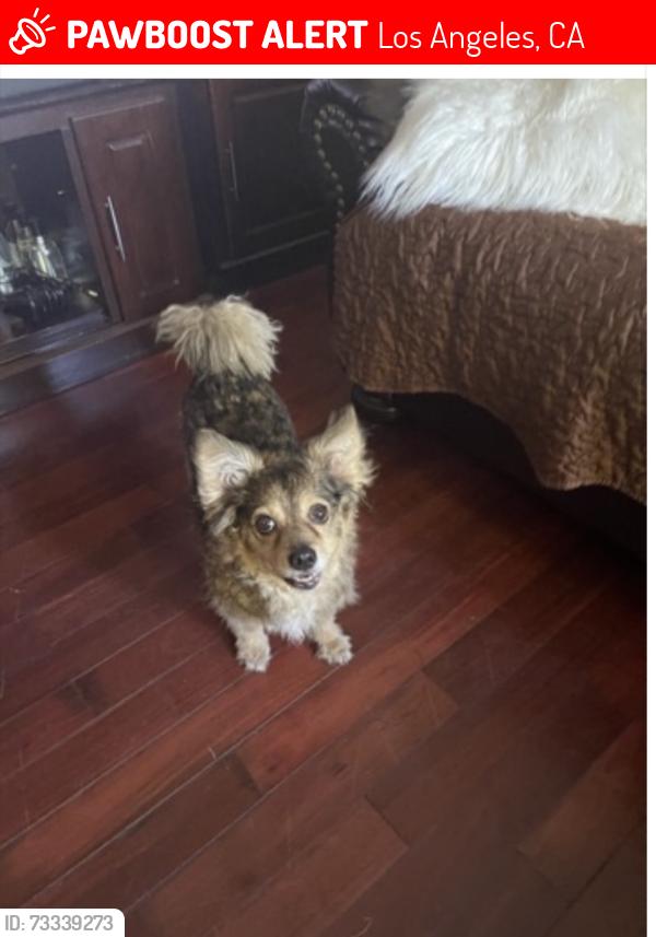 Lost Female Dog last seen Normandie and 60TH Place, Los Angeles, CA 90044