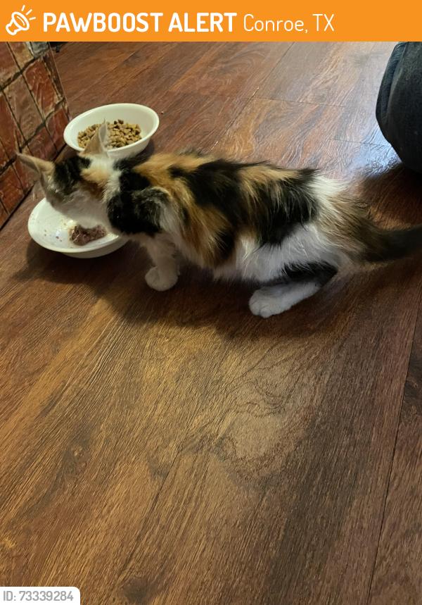 Found/Stray Unknown Cat last seen Magnolia bend and Bimbo lane, Conroe, TX 77302