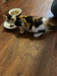 Found/Stray Unknown Cat last seen Magnolia bend and Bimbo lane, Conroe, TX 77302