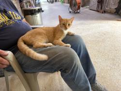 Lost Female Cat last seen Bent Tree cove, Murrayville, GA 30564