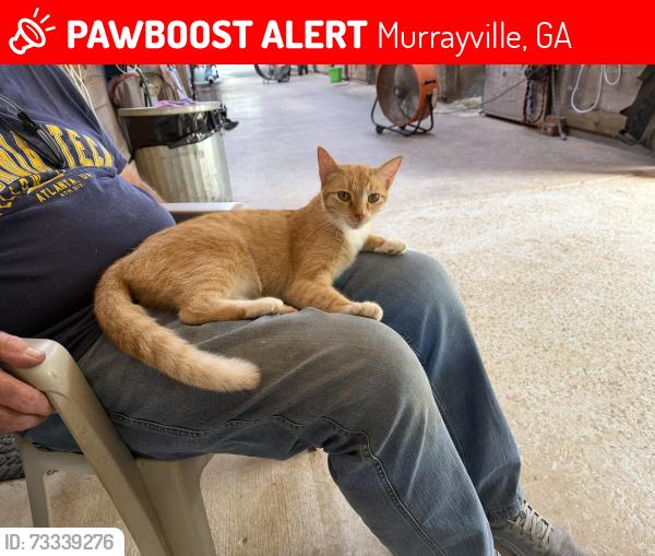 Lost Female Cat last seen Bent Tree cove, Murrayville, GA 30564