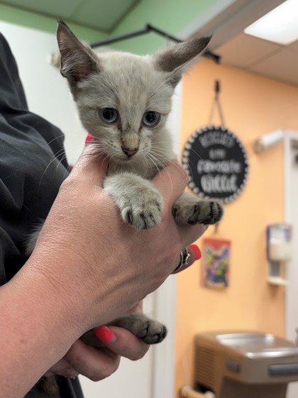 Shelter Stray Female Cat last seen Transfer Station, District 1 - North Cleburne,, 2375 Service Dr, Cleburne, TX 76033, USA