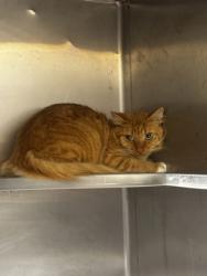 Shelter Stray Male Cat last seen Near Hunters Pace Drive, Lithonia, GA, 30038, 30038, GA, 3280 Chamblee Dunwoody Rd, Chamblee, GA 30341, USA