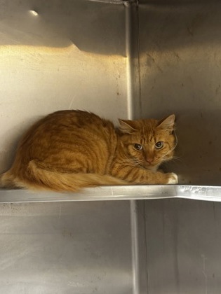 Shelter Stray Male Cat last seen Near Hunters Pace Drive, Lithonia, GA, 30038, 30038, GA, 3280 Chamblee Dunwoody Rd, Chamblee, GA 30341, USA