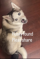 Reunited Unknown Dog last seen Coal/1st St, Albuquerque, NM 87102