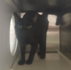 Shelter Stray Female Cat last seen Near Purdue Ave, 21239, MD, 2490 Giles Rd, Baltimore, MD 21225, USA